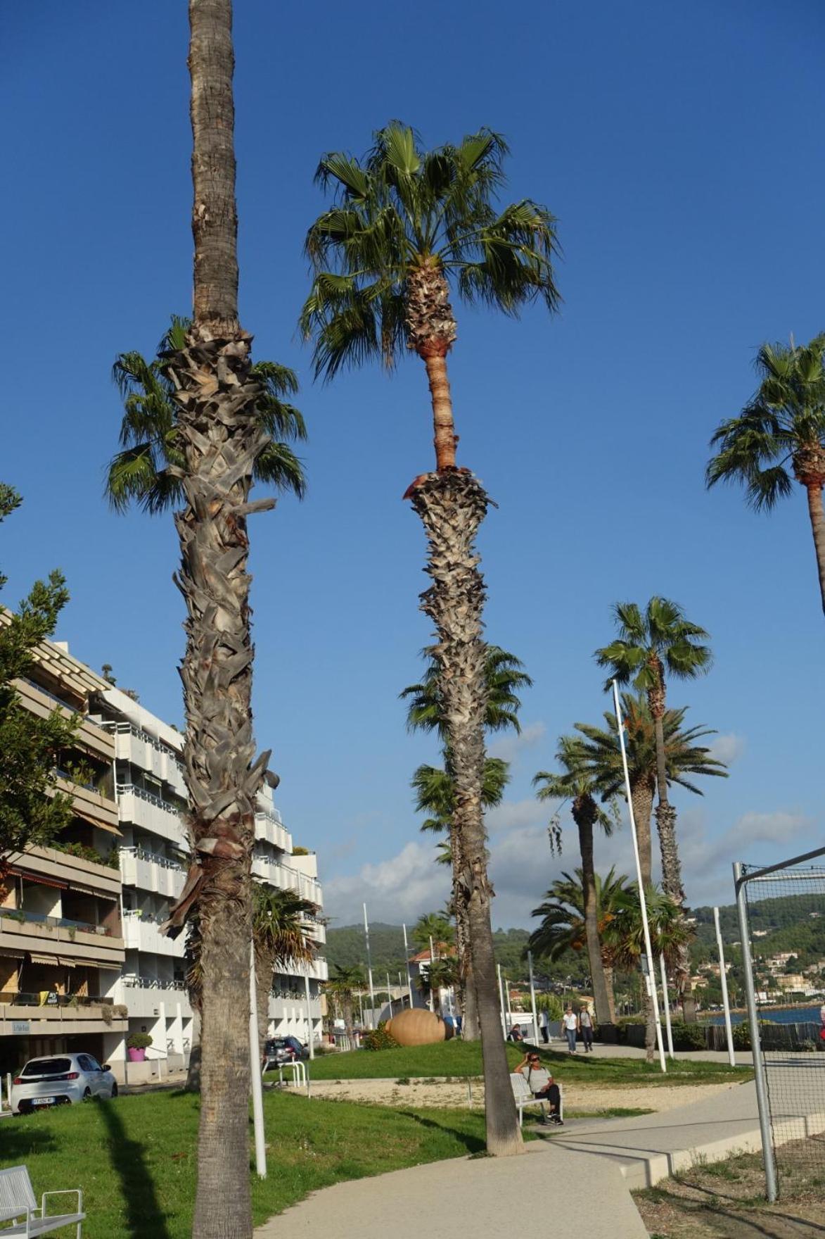 Les Jardins De Bandol, Piscine Privee, Belle Vue Mer Exterior photo